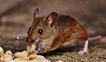 24 Hour & Emergency Exterminators in Saint Stephens, AL